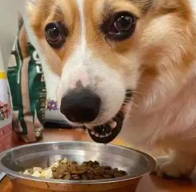 今日科普：狗粮到底怎么选？