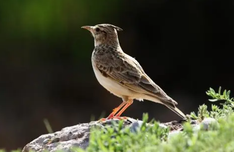 凤头百灵多少钱一只？想养的人看过来