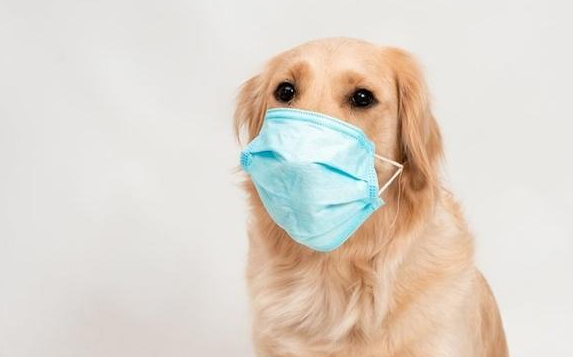 狗狗会传染新冠病毒吗?没有证据表明 狗狗会传染新冠病毒吗?没有证据表明