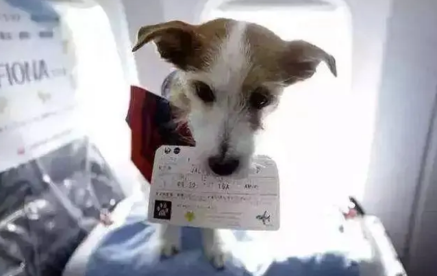 航空箱变小铁笼,爱犬佝偻7小时滴水未进! 航空箱变小铁笼,爱犬佝偻7小时滴水未进!