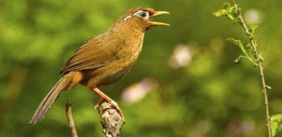 鸟养得好不好,饲料为一大关键!如何分辨鸟饲料的好坏呢? 鸟养得好不好,饲料为一大关键!如何分辨鸟饲料的好坏呢?