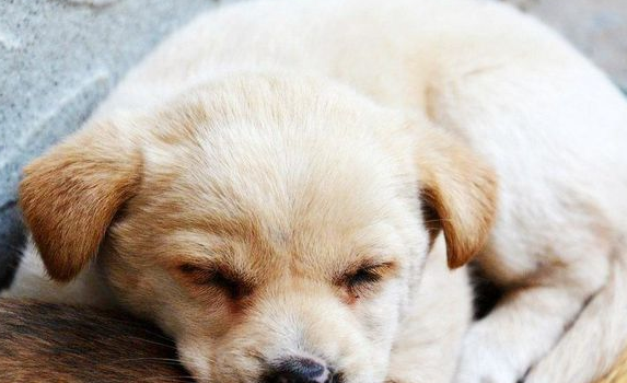 狗狗洗完澡之后,要用吹风机吹干狗狗呢? 狗狗洗完澡之后,要用吹风机吹干狗狗呢?