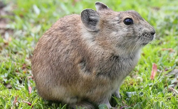 藏鼠兔可以当宠物吗？看完你就知道