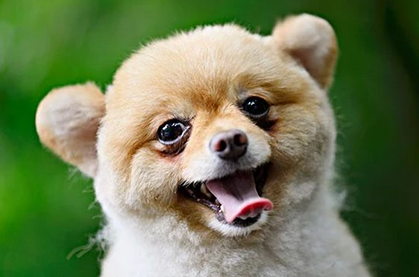 狗狗吃钙片有啥好处？狗狗钙片功效作用是什么？