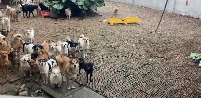 派摩公益丨愿每只无家可归的小动物，都能感受到世间温暖