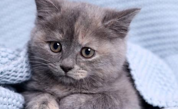 猫突然随地拉屎是因为什么？3招教你排查原因