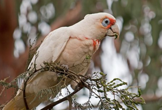 鲑色凤头鹦鹉价钱，有没有想了解的？