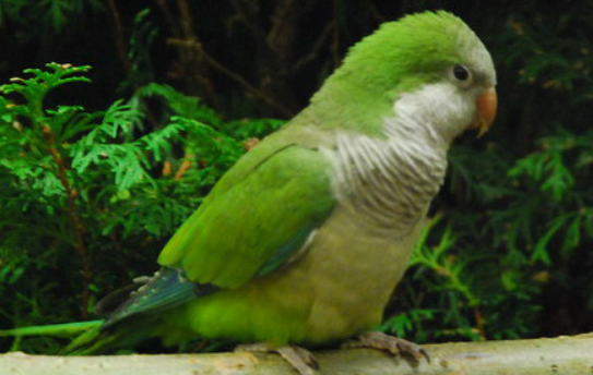 和尚鹦鹉喜欢吃什么蔬菜？主要是这些