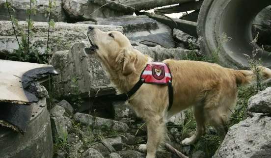 地震处于多少级狗狗会出现反应？