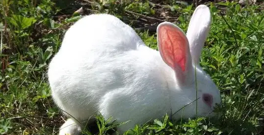 今日科普：獭兔品种有哪些？