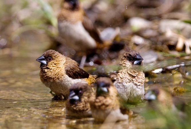 新手小白看过来：白腰文鸟要不要洗澡