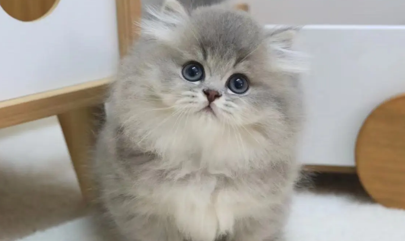 让猫信任新主人的方法，你get了吗？