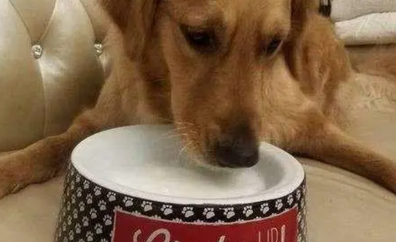 狗狗羊奶粉有什么作用？狗狗为什么要喝羊奶粉？