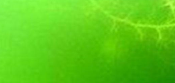 鱼缸的水混应该如何处理？水混应该如何改善