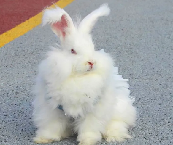 今日知识：安哥拉兔认主人吗