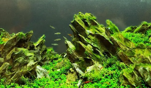 水草干货经验之谈，6种前景草选择