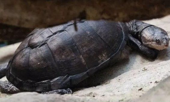 巨型侧颈龟是水龟吗？答案大揭晓~