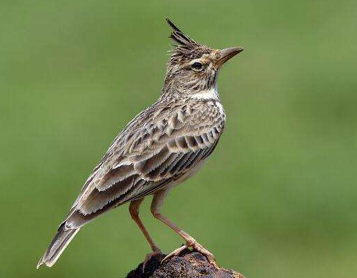 百灵鸟的喂养应该这么做才对! 百灵鸟的喂养应该这么做才对!