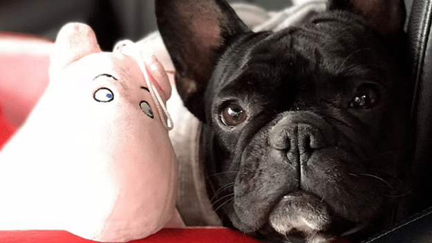 法斗情绪表现代表着什么？铲屎官们一定要知道！