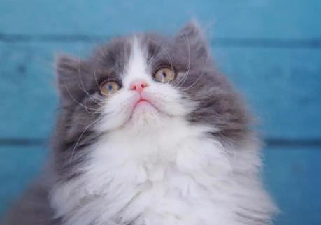 长矛蓝白高地是什么猫？不知道的来看一下吧！