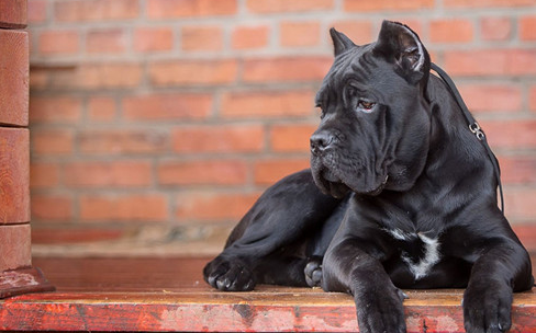 为什么养卡斯罗的人很少？说了你别不信