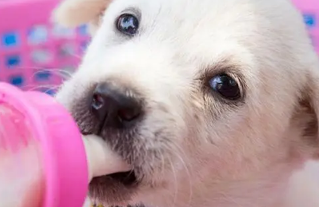 为什么要给狗狗喝羊奶粉？因为有这5个好处，宠主要知道！