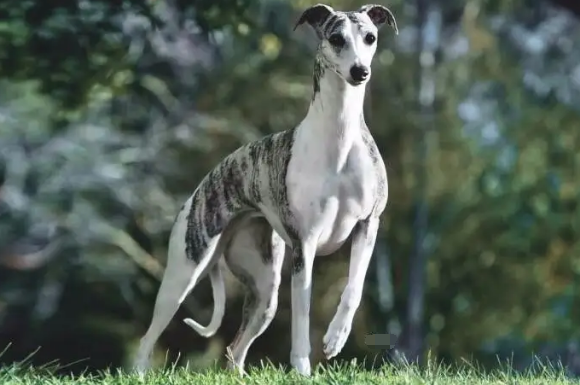 惠比特犬如何挑选，来学学吧~