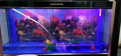 日常如何维护能使鱼缸水质达到最佳状态？