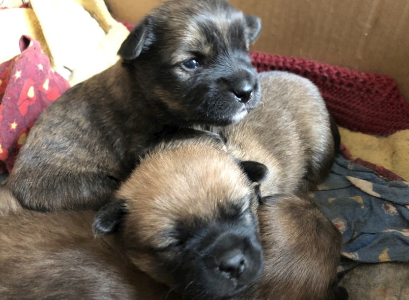 土狗幼崽的品相，应该这样看~