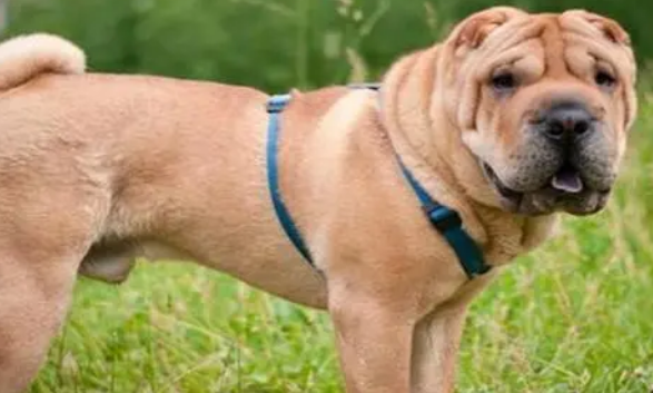 狗狗耳螨药多久滴一次