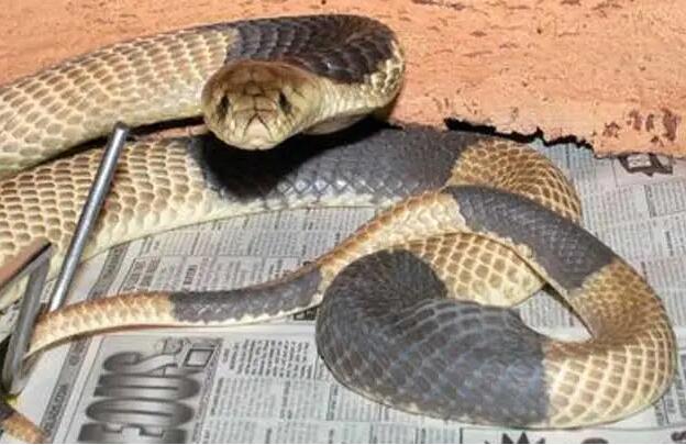 喙眼镜蛇是国家几级保护动物？各位需要了解一下