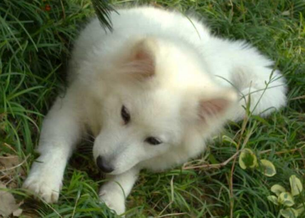 乐观温顺的银狐犬智商是个什么水平，快来看看吧！