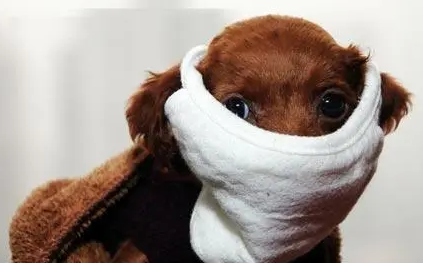 狗狗气管狭窄怎么办？看这里