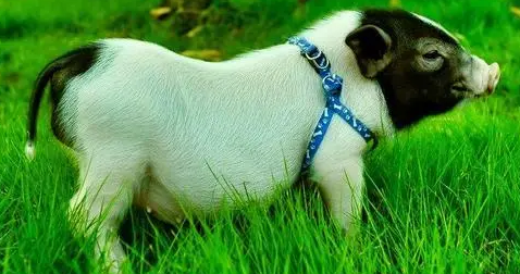 迷你香猪需要打什么疫苗?来看看吧 迷你香猪需要打什么疫苗?来看看吧