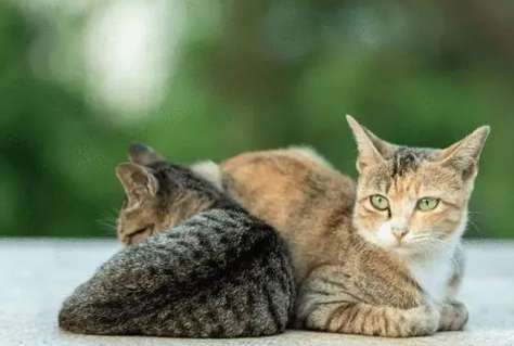 狸花猫小时候和长大后的区别？其实很简单～