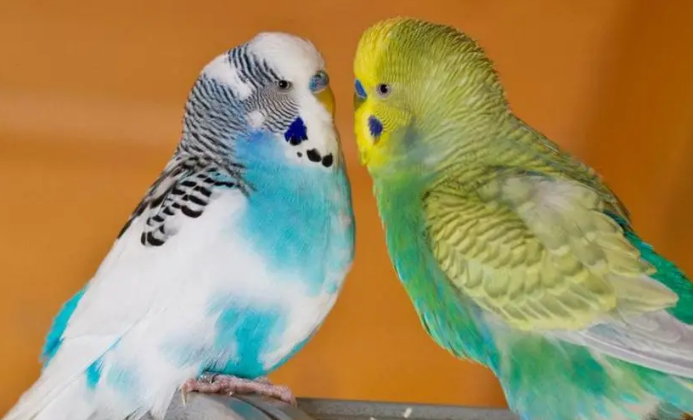 太平洋鹦鹉缺点是什么?饲主可以来了解下 太平洋鹦鹉缺点是什么?饲主可以来了解下