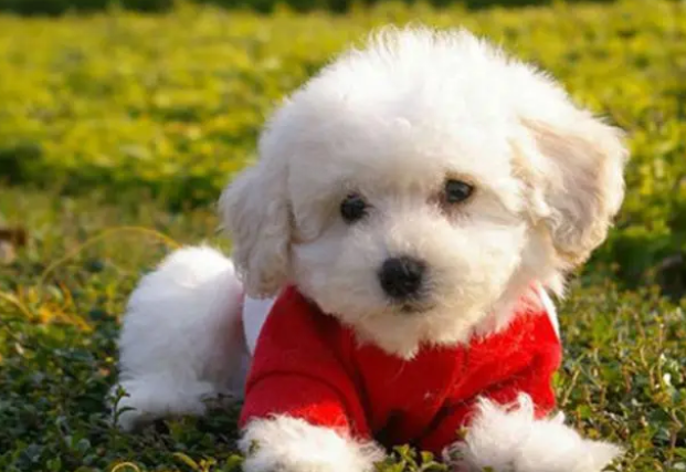 常见的猫狗驱虫方式 常见的猫狗驱虫方式