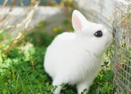 波兰兔喂食饲养,你了解多少呢? 波兰兔喂食饲养,你了解多少呢?