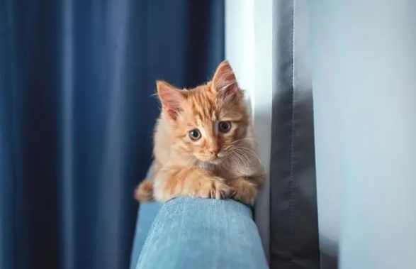 有猫包可以上地铁吗？带猫咪出行这几种办法更实际