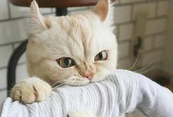 猫怎么才会认主人，你们都知道吗？