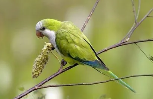 和尚鹦鹉吐奶怎么办？养的人来看一看