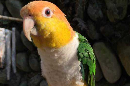 金头凯克鹦鹉能活多久?来get一下吧 金头凯克鹦鹉能活多久?来get一下吧