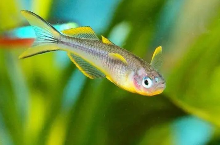霓虹燕子能和其他鱼混养吗？快来看看吧