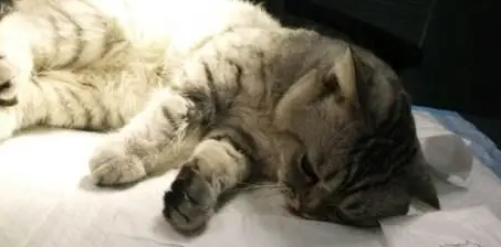 公猫两岁多了还能绝育吗?来get一下吧 公猫两岁多了还能绝育吗?来get一下吧