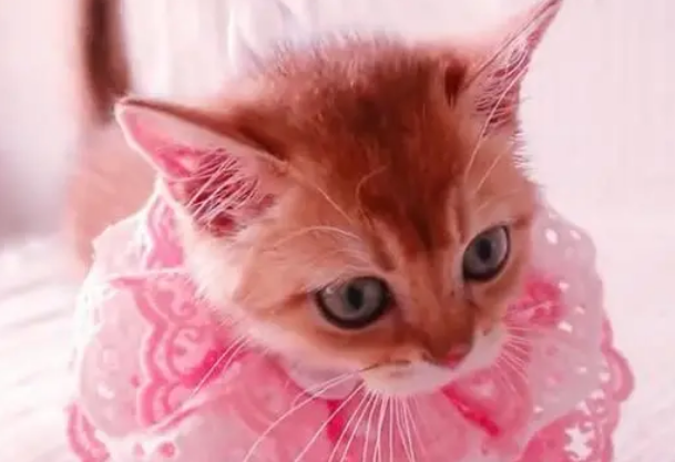 猫咪超爱吃营养膏的，但是日常真有必要天天吃吗？营养品别乱吃