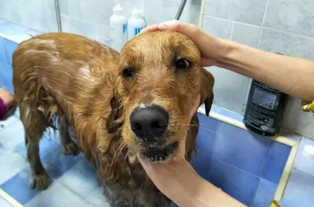 洗狗的5个步骤，学会后便能轻松洗狗能省下不少钱