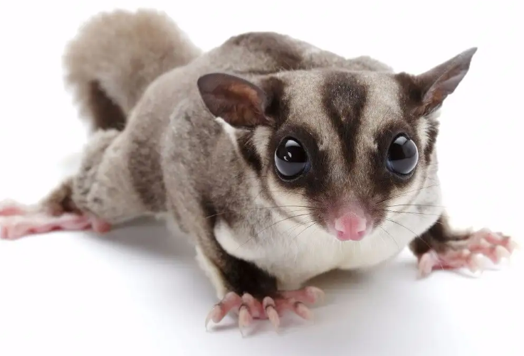 蜜袋鼯会飞吗？看看这篇文章