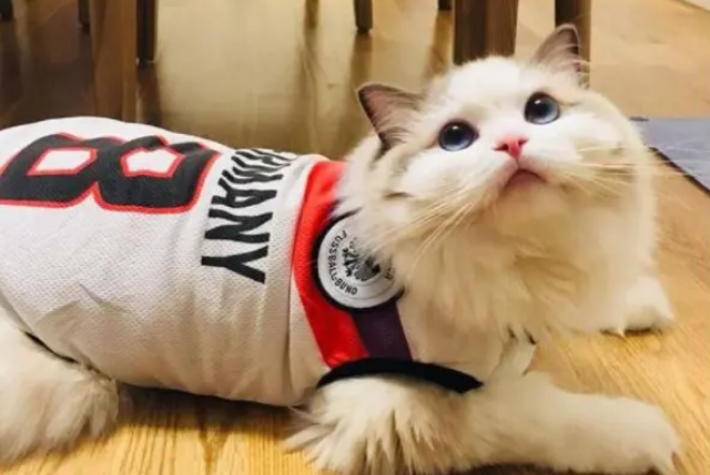 给宠物穿衣服真的好吗?有好处,也有很多弊端 给宠物穿衣服真的好吗?有好处,也有很多弊端