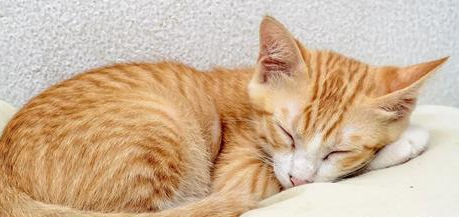 猫吃了人感冒药一定会死吗