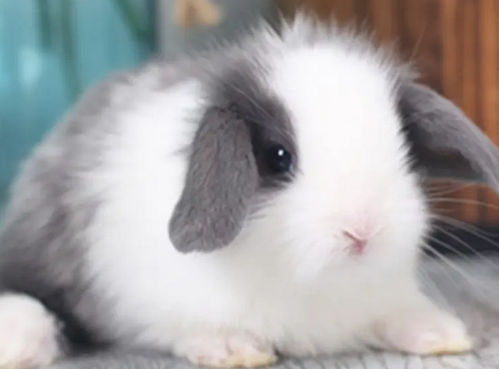 今日科普：英国垂耳兔的耳朵有多重？